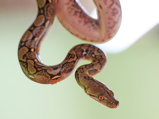 Woman found dead with python around neck in Indiana snake house