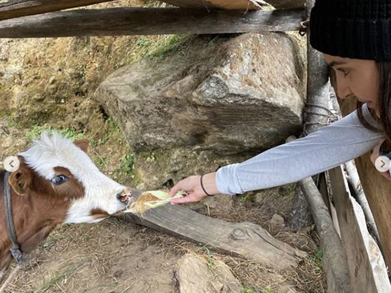 Anushka Sharma feeds a calf