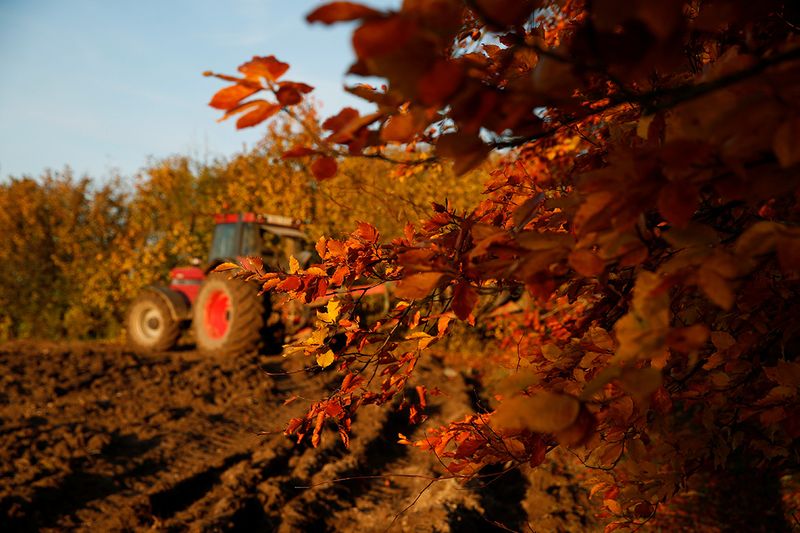 A French farmer plows his field during sunset as golden and rusty leaves colour the autumn in Escaudoeuvres, France. 
