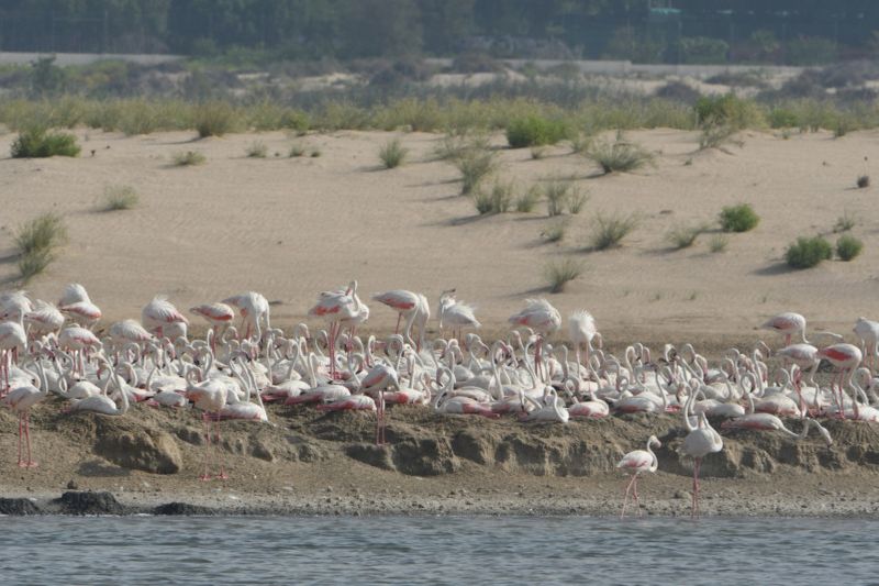NAT 191210 Abu Dhabi Birdathon’s Flamingos Return to Al Wathba Wetland Reserve-1575986479750