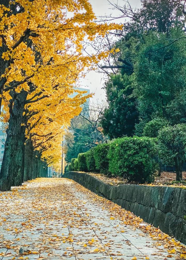 Sheikh Hamdan Japan