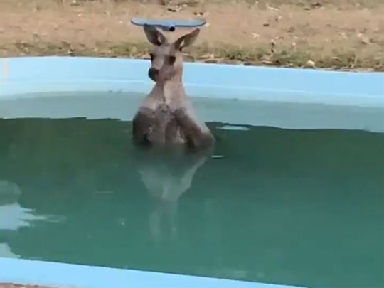 kangaroo 