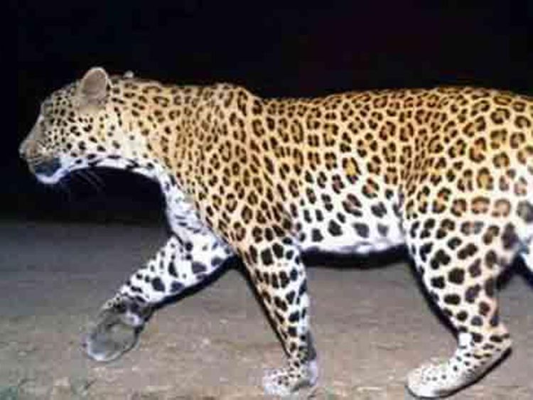 Birthday cake helps Indian brothers escape leopard | India – Gulf News