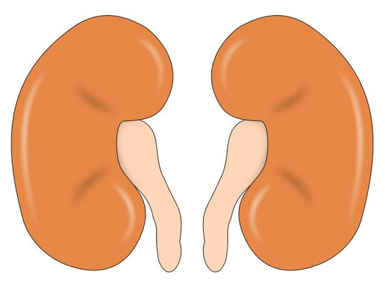 Novel discovery in gene therapy to treat kidney diseases
