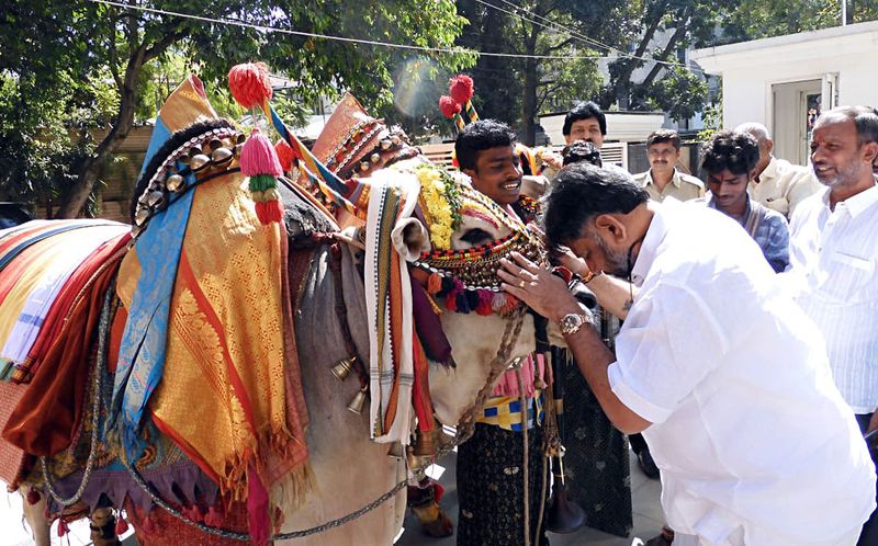 Congress leader DK Shivakumar celebrates Makar Sankranti festival at his residence in Bengaluru  