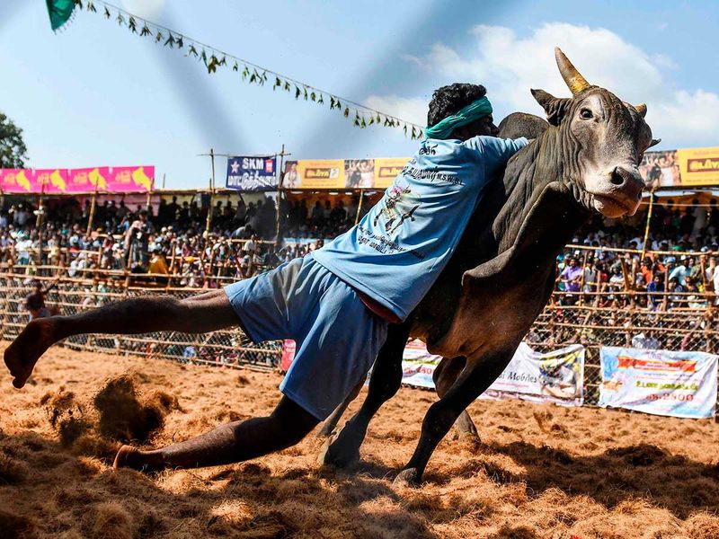 A participant tries to control a bull 