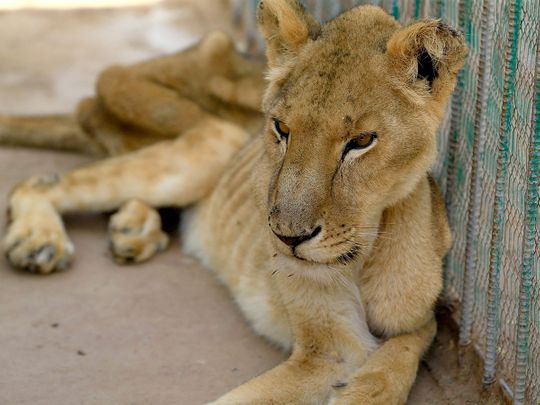 Online campaign launched to save malnourished lions at a Sudan park ...