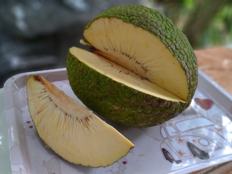 Featured image of post How to Make Breadfruit Tree For Sale Philippines