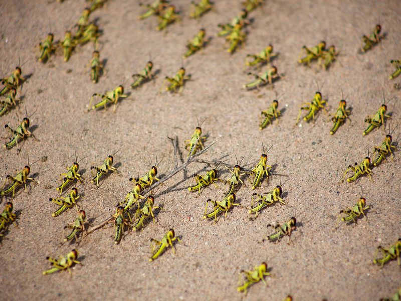 Locust swarms destroy crops in East Africa