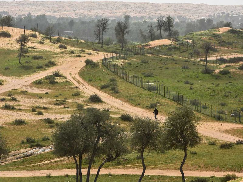 After weeks of rain, desert turns green in the UAE | Lifestyle-photos –  Gulf News