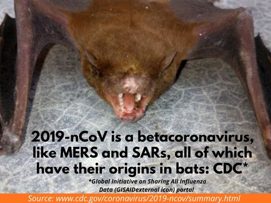 Coronavirus bats