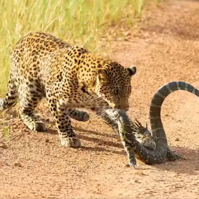 Leopard vs monitor lizard  