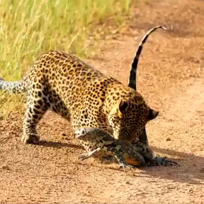 Leopard vs monitor lizard  