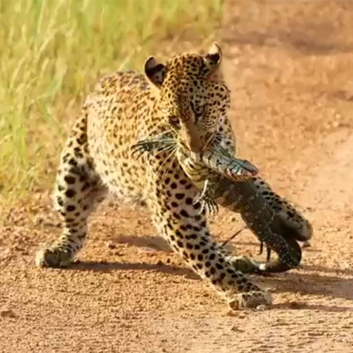 Leopard vs monitor lizard 