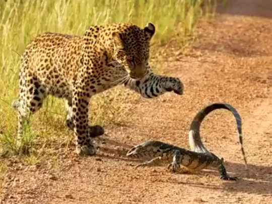 Leopard vs monitor lizard 