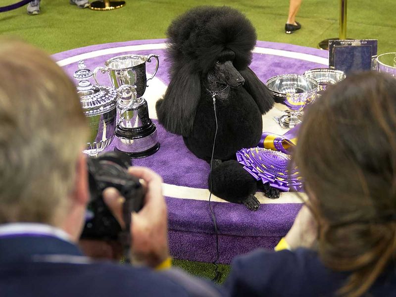 Siba the standard poodle wins Westminster Dog Show Lifestylephotos