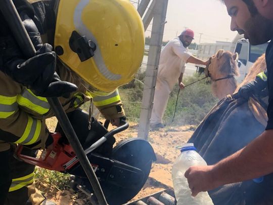 Umm Al Quwain Civil Defence rescue a camel after its leg got stuck in a road grid on Thursday