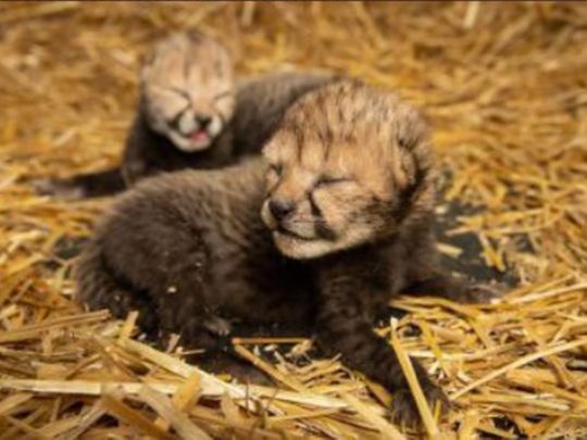The cubs were born on February 19, and the zoo announced their arrival on February 24. 
