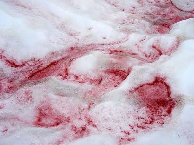 Antarctica blood nsow