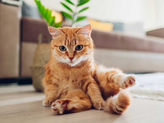 OPN_Ginger Cat