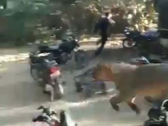 Lion in Gujarat