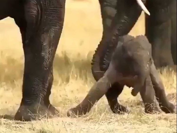 Watch Doting Mother Helps Baby Elephant On Its First Walk India Gulf News