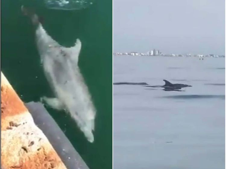 Italy Dolphins Return To Venice S Canals As Public Under Coronavirus Lockdown Europe Gulf News