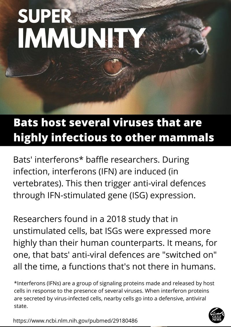 Bats -003
