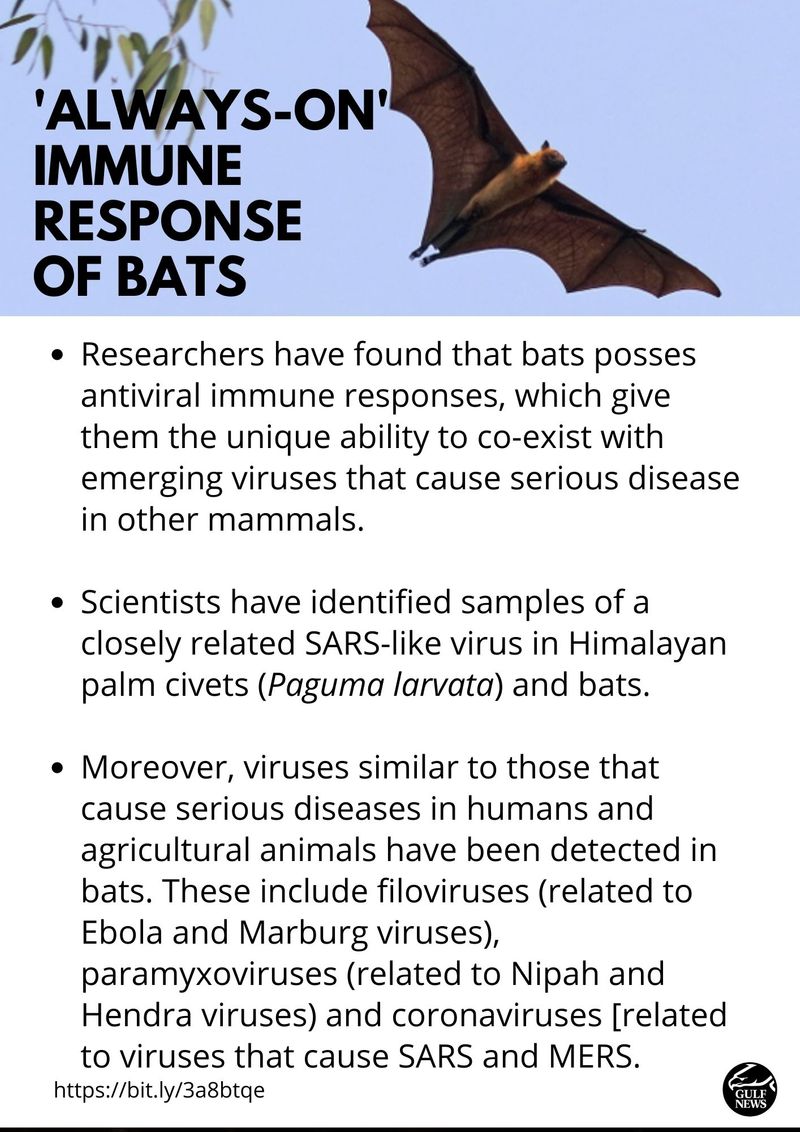 Bats immune response