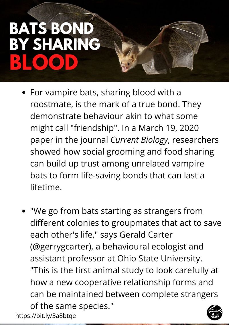 Vampire Bats 