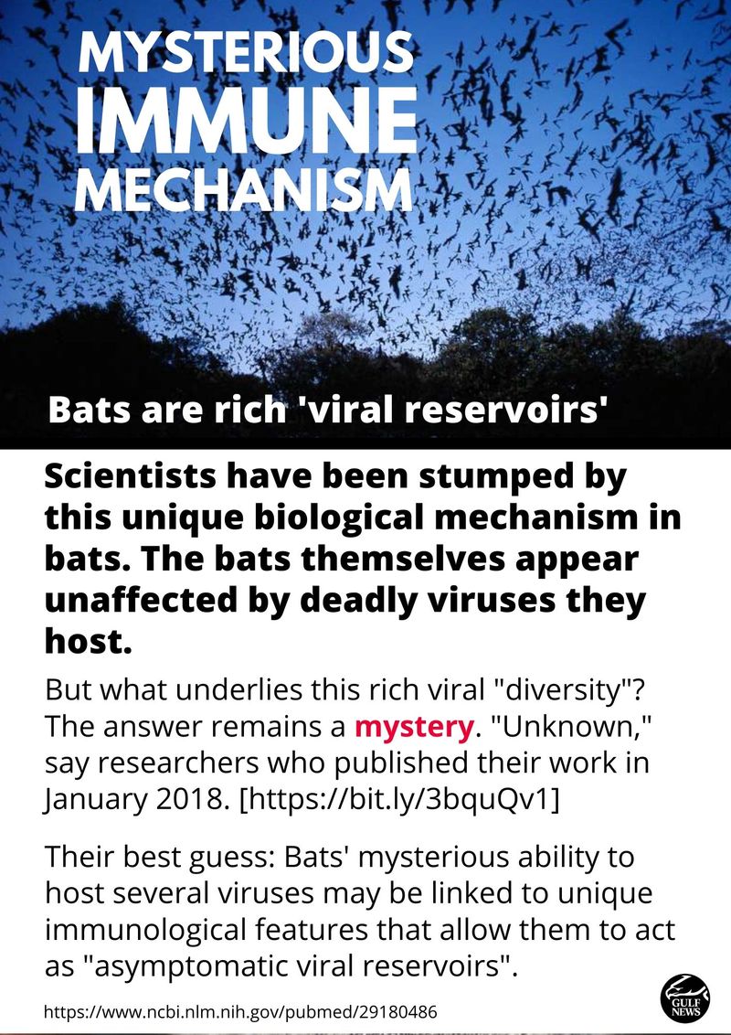 bats Worst diseases outbreaks -001