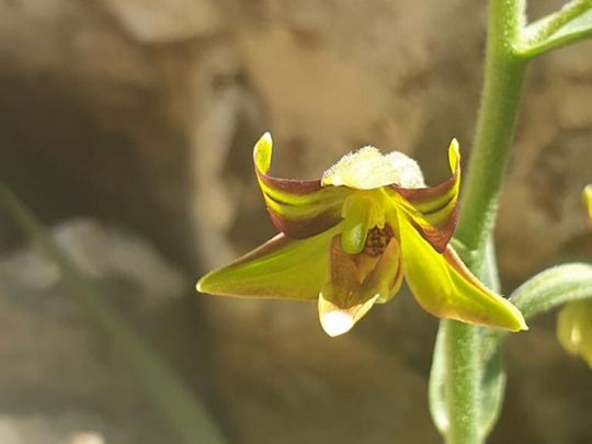 A rare orchid discovered in Sharjah