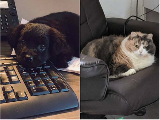 Pets as coworkers