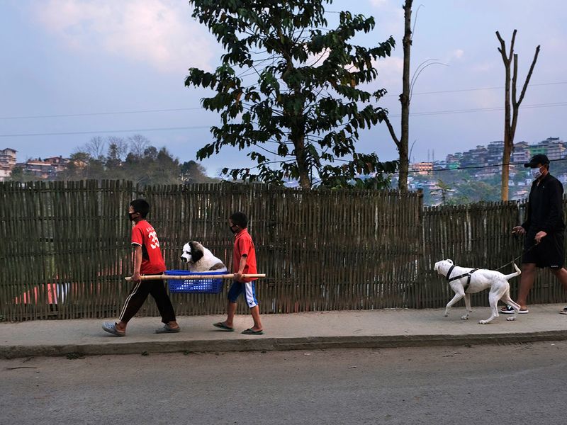 Children carry their sick dog on a makeshift stretcher and walk home after visiting the vet, during lockdown in Kohima, northeastern Nagaland state.