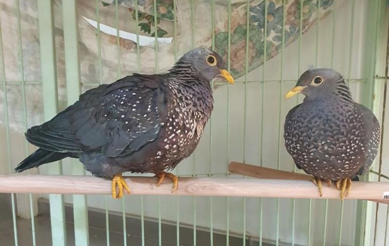 146 birds and animals subject to an attempted smuggling bid in UAE