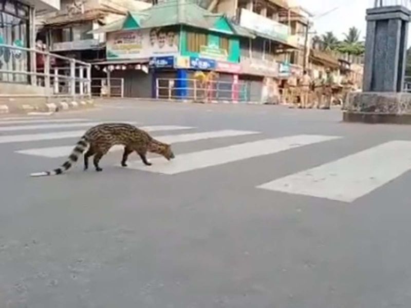 Animals on street