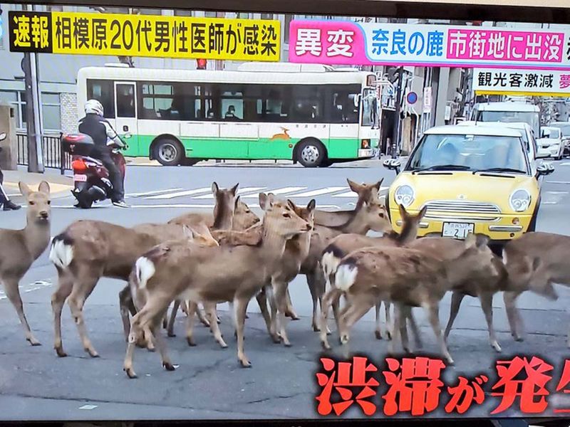 Animals on street