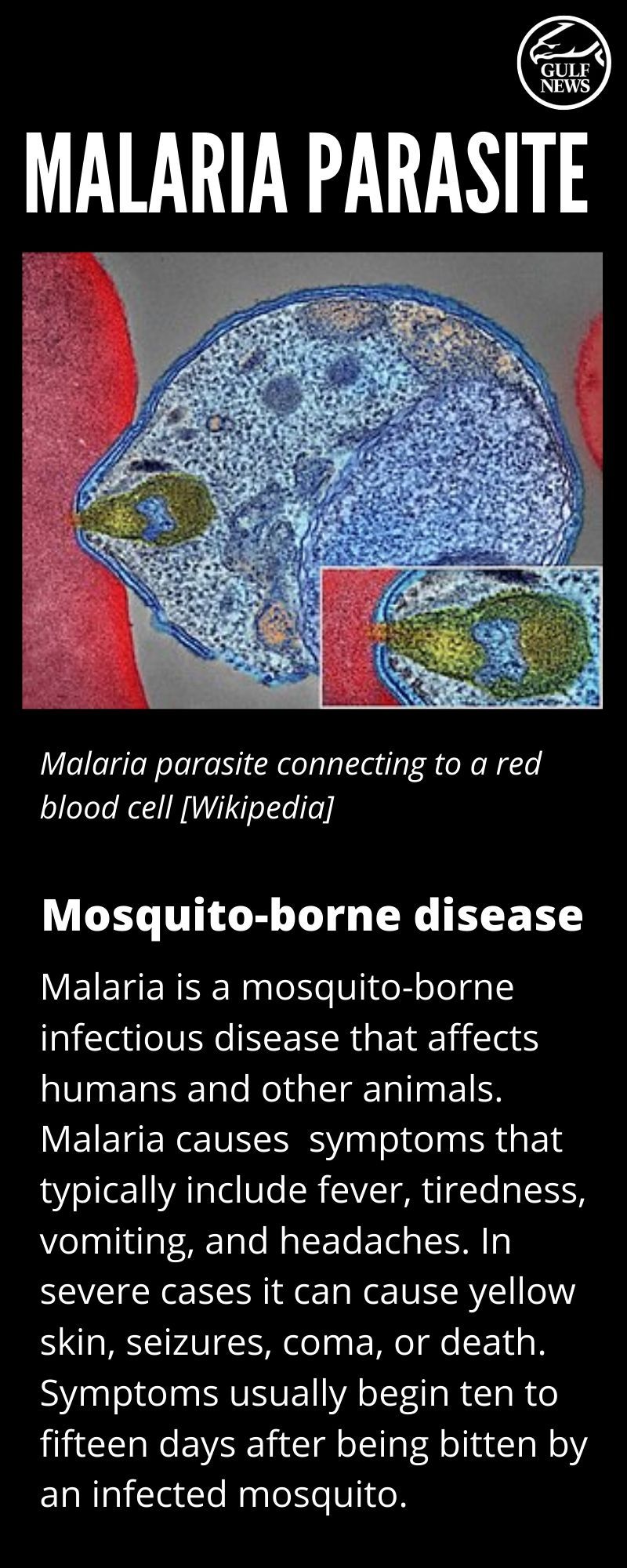 Malaria parasite 