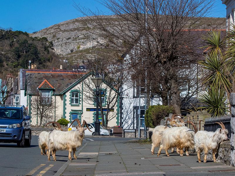 A herd of goats walk the quiet streets in Llandudno, north Wales