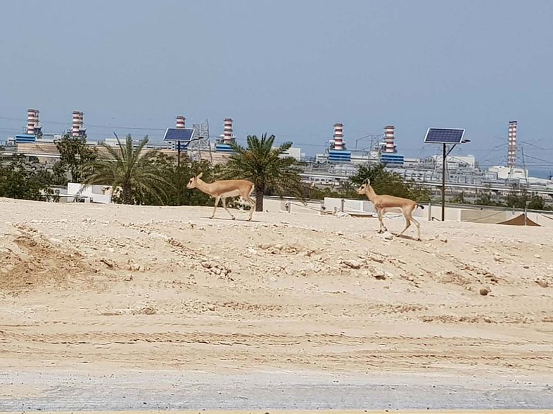 Gazelles in Dubai