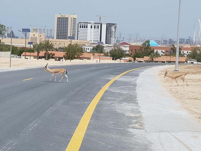 Gazelles in Dubai