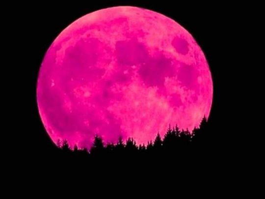 Moon pink Pink Moon