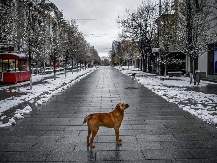 Amid the world's strictest lockdown, people who feed stray dogs