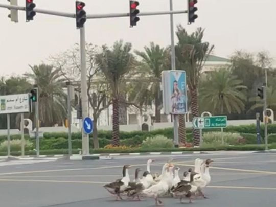 Geese roam Dubai roads during the coronavirus movement restriction 