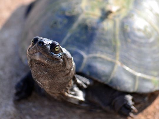 COVID-19: Woman fined for taking turtle for a walk in Rome