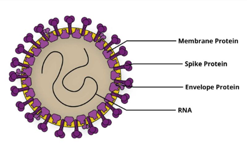 coronavirus structure