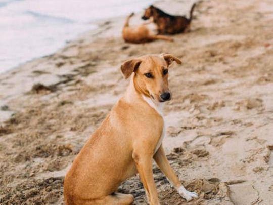 Stray dogs are badly affected by the coronavirus lock-down in India 