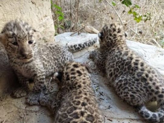   CCTV footage shows leopardess in abandoned Rajasthan home