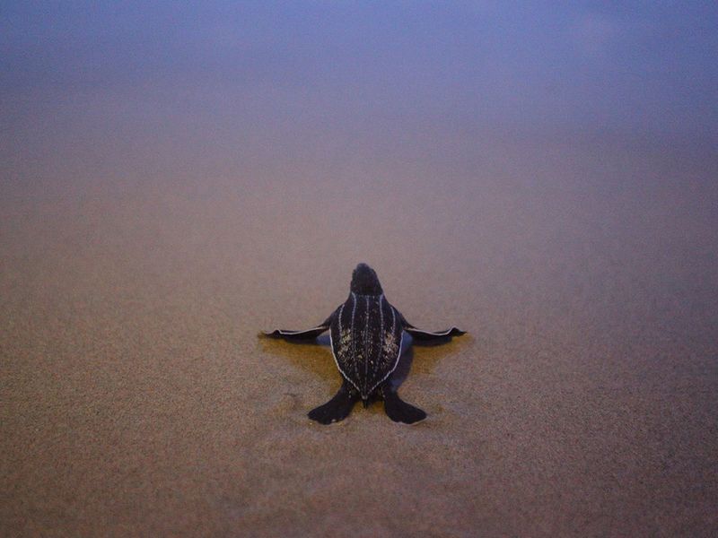 Thailand turtle