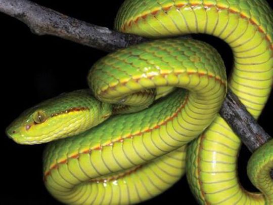 A species of snakes in India has been officially named after Harry Potter character Salazar Slytherin